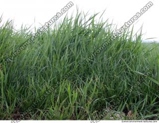 Grass Tall 0001